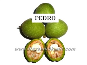 Орехи Сорт Педро, Pedro Walnut Variety (1)