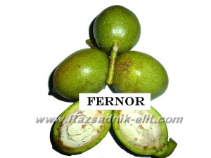 Орехи Сорт Фернор Fernor Walnut Variety (1)