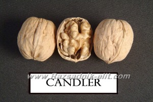 Орехи Сорт Чандлър Chandler Walnut Variety (1)
